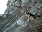 Salita sul PIZZO ARERA (2512 m.) dalla ‘variante alpinistica’ nord, raggiunta dalle Baite di Mezzeno il 24 settembre 2011 - FOTOGALLERY